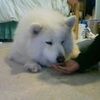 samoyed16